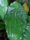close up view of the leaves.