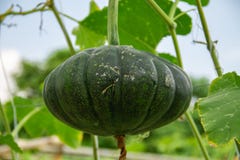 Close-up view of pumpkin in the garden