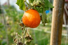 Close-up view of sweet pumpkin in the garden