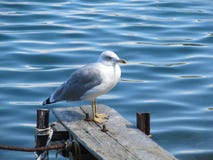 Close up view of white bird seagull sitting by the beach. Wild seagull with natural blue background stock images Close up view of white bird seagull sitting by the beach. Wild seagull with natural blue background stock images