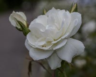 Close up view of white roses