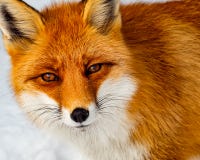 Close up view of wild fox in the snow Stock Photos Close up view of wild fox in the snow Stock Photos
