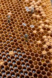 Close up view of the working bee on the honeycomb with sweet hon Royalty Free Stock Image Close up view of the working bee on the honeycomb with sweet hon Royalty Free Stock Image