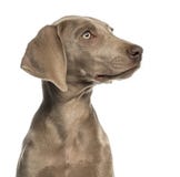 Close-up of a Weimaraner puppy profile, 2,5 months old stock photography Close-up of a Weimaraner puppy profile, 2,5 months old stock photography
