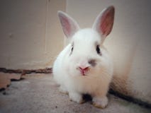Close up of white baby rabbit royalty free stock photo Close up of white baby rabbit royalty free stock photo