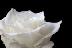 Close Up White Rose On Black Stock Photos Close Up White Rose On Black Stock Photos