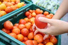 Close up the woman& x27;s hand holding the vegetable Selecting tomatoes At the cooking market stock photo Close up the woman& x27;s hand holding the vegetable Selecting tomatoes At the cooking market stock photo