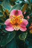 Close-up of a yellow and pink flower stock image Close-up of a yellow and pink flower stock image