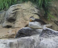 Close up young Puffin sitting on the granite rock Royalty Free Stock Photo Close up young Puffin sitting on the granite rock Royalty Free Stock Photo