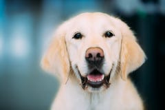Close Up Young White Labrador Retriever Dog Stock Photography Close Up Young White Labrador Retriever Dog Stock Photography