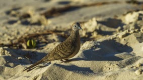 Close-up of zebra dove bird on seychelles beach 4 Royalty Free Stock Photo Close-up of zebra dove bird on seychelles beach 4 Royalty Free Stock Photo