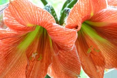 Close-upfoto van rood twee met groene amaryllisbloemen; heldere kleuren en dicht bij symmetrische samenstelling stock afbeelding Close-upfoto van rood twee met groene amaryllisbloemen; heldere kleuren en dicht bij symmetrische samenstelling stock afbeelding