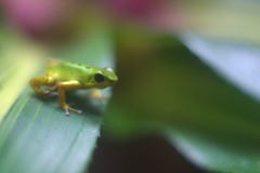 Close-upmening van het pijltjekikker van het aardbeivergift op blad stock fotografie Close-upmening van het pijltjekikker van het aardbeivergift op blad stock fotografie
