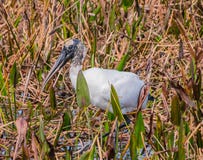 Close-upportret van Australische Ibis met grasrijk onduidelijk beeld als achtergrond royalty-vrije stock afbeeldingen Close-upportret van Australische Ibis met grasrijk onduidelijk beeld als achtergrond royalty-vrije stock afbeeldingen