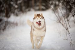 Close-upportret van gelukkige en gekke Siberische schor hond met tonque die uit het lopen op de sneeuw in het de winterbos hangen stock foto's Close-upportret van gelukkige en gekke Siberische schor hond met tonque die uit het lopen op de sneeuw in het de winterbos hangen stock foto's