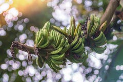 Close-upschot van wilde banaanbos onrijp op groene bokehbackgro Royalty-vrije Stock Afbeelding Close-upschot van wilde banaanbos onrijp op groene bokehbackgro Royalty-vrije Stock Afbeelding