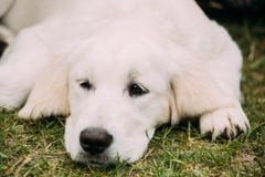 Close View Of Beautiful White Dog Labrador Puppy Whelp Lying In Green Grass. Royalty Free Stock Photo Close View Of Beautiful White Dog Labrador Puppy Whelp Lying In Green Grass. Royalty Free Stock Photo
