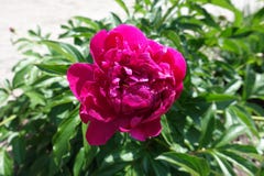 Close view of crimson flower of peony stock photography Close view of crimson flower of peony stock photography