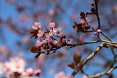 Closed up of cherry blossom in japanese park stock photography Closed up of cherry blossom in japanese park stock photography