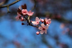 Closed up of cherry blossom in japanese park stock image Closed up of cherry blossom in japanese park stock image