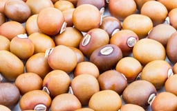 Closed up dried Winged Bean seed Stock Image Closed up dried Winged Bean seed Stock Image