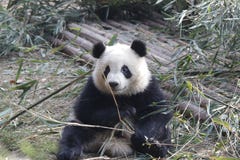 Closed-up Fluffy Giant Panda Is Eating Bamboo Leaves With Her Cub, Chengdu , China Royalty Free Stock Photos