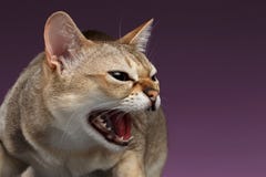 Closeup Aggressive Singapura Cat Hisses on purple stock photo Closeup Aggressive Singapura Cat Hisses on purple stock photo