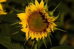 Closeup av den individuella solrosen i sydliga Frankrike royaltyfri fotografi Closeup av den individuella solrosen i sydliga Frankrike royaltyfri fotografi