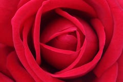 Closeup av den röda rosen Royaltyfria Bilder Closeup av den röda rosen Royaltyfria Bilder
