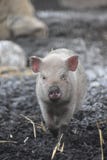 Closeup av en gullig liten rosa spädgris som går i brun gyttja royaltyfri fotografi Closeup av en gullig liten rosa spädgris som går i brun gyttja royaltyfri fotografi