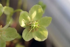 Closeup av en härlig grön blomma fotografering för bildbyråer Closeup av en härlig grön blomma fotografering för bildbyråer