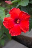 Closeup av en härlig röd hibiskusblomma fotografering för bildbyråer Closeup av en härlig röd hibiskusblomma fotografering för bildbyråer