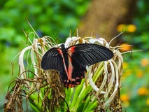 Closeup av en papiliorumanzoviafjäril på ett blad arkivfoto Closeup av en papiliorumanzoviafjäril på ett blad arkivfoto
