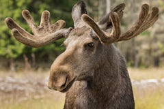 Closeup av en stor manlig älgbock fotografering för bildbyråer Closeup av en stor manlig älgbock fotografering för bildbyråer