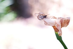 Closeup av fjärilen på den torra munkhättan Lilly fotografering för bildbyråer Closeup av fjärilen på den torra munkhättan Lilly fotografering för bildbyråer