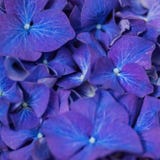 Closeup av purpurfärgat mörker - blå hortensia blommar arkivbilder Closeup av purpurfärgat mörker - blå hortensia blommar arkivbilder