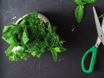 Closeup of basil, mint and parsley leaves near a pair of green color scissors stock photography Closeup of basil, mint and parsley leaves near a pair of green color scissors stock photography