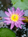 Beautiful purple lotus in the garden stock image Beautiful purple lotus in the garden stock image