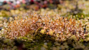 Raindrops on moss, macro shot of small plants after rainfall, raindrops glisten. Beautiful water drops at sunshine.