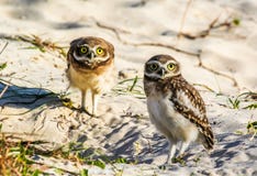 Closeup of big-eyed owls on the beach