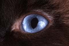 Closeup blue eyes of brown snowshoe cat royalty free stock images Closeup blue eyes of brown snowshoe cat royalty free stock images