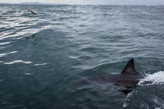 Closeup of body and fin of great white shark swimming royalty free stock image Closeup of body and fin of great white shark swimming royalty free stock image