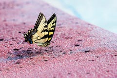 Eastern Tiger Swallowtail Butterfly royalty free stock photo Eastern Tiger Swallowtail Butterfly royalty free stock photo