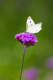 Closeup butterfly on flower royalty free stock photo Closeup butterfly on flower royalty free stock photo