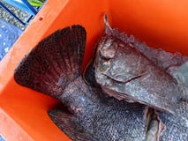 Catch of the day and cleaned and fresh fishes ready to cook. royalty free stock photos Catch of the day and cleaned and fresh fishes ready to cook. royalty free stock photos
