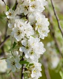 Closeup of Cherry Flower at Blossom Royalty Free Stock Image Closeup of Cherry Flower at Blossom Royalty Free Stock Image
