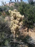 Closeup of cholla jumping cactus in Joshua Tree National Park Stock Photography Closeup of cholla jumping cactus in Joshua Tree National Park Stock Photography