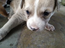 Closeup of Cute brown white puppy with blue eyes stock image Closeup of Cute brown white puppy with blue eyes stock image