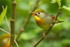 Closeup of a cute tiny Red-billed leiothrix perched on a tree branch in a field under the sunlight