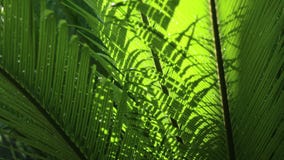 Closeup of Cycads leaves and wind in natural light. Backgrounds Closeup of Cycads leaves and wind in natural light. Backgrounds